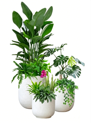 海曙公司花卉出租-宁波绿植租赁选择-镇海花木店网上购买-海曙绿植租赁保养